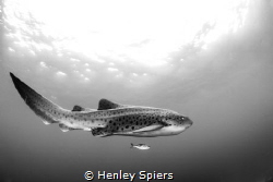 Leopard of the Ocean by Henley Spiers 